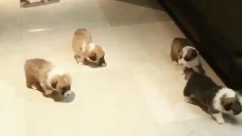 There's a bunch of puppies coming at you