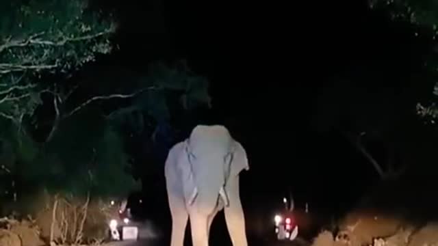 Elephant in Sathyamangalam forest