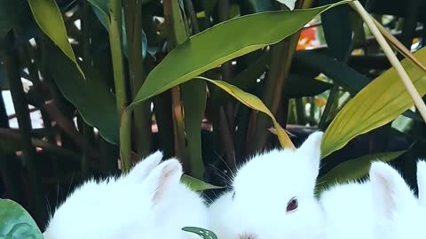 Cute bunnies eating