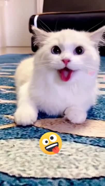 When the cat and dog have been together for a long time :P