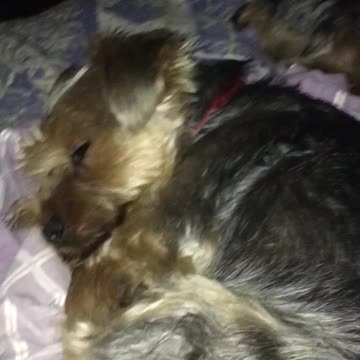 Cute yorkie cries after a bad dream
