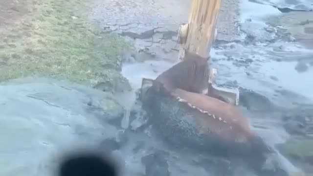 the horse saved by excavator