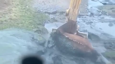 the horse saved by excavator