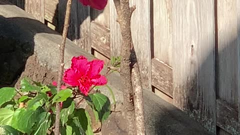 Red Whiskered Bulbuls, Mejiro, and Common House Finch’s