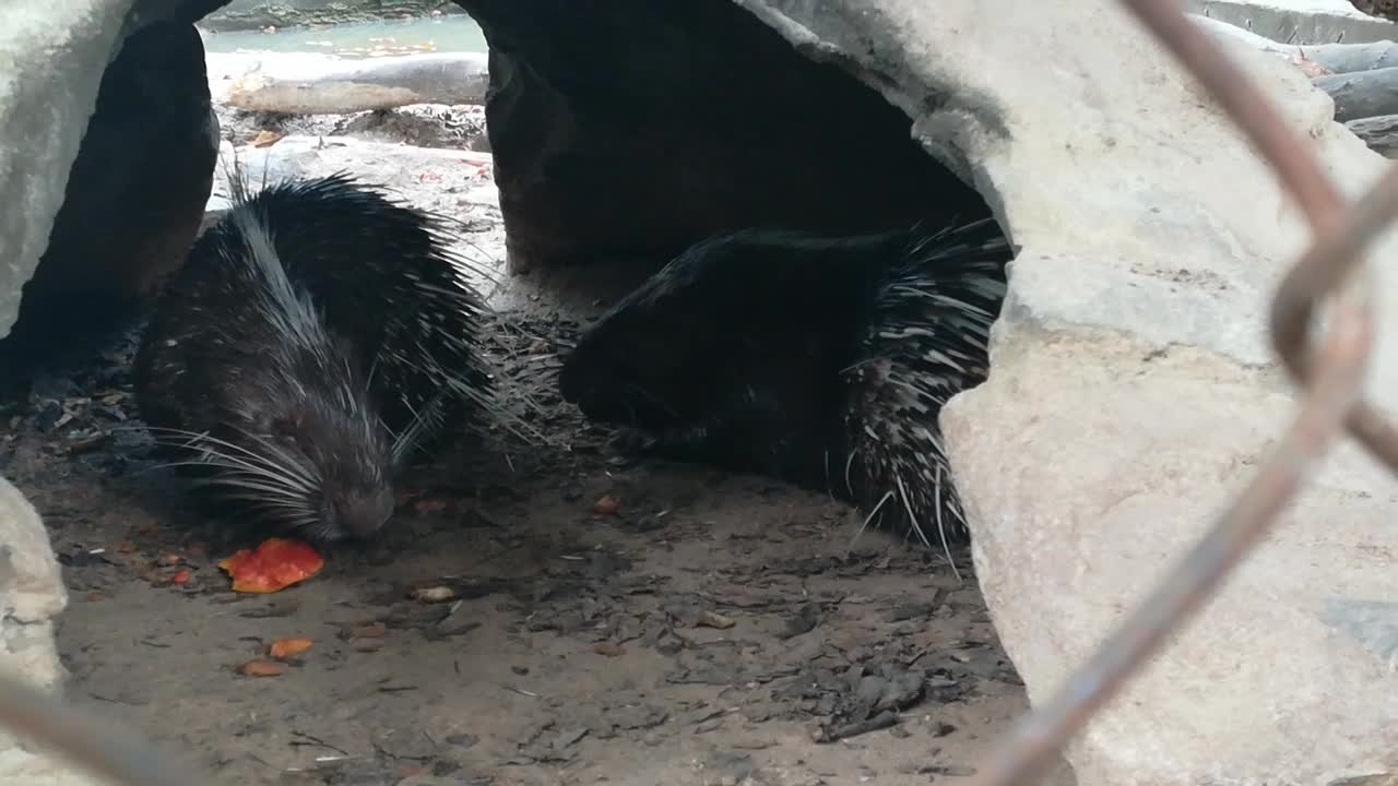 porcupine their eating food