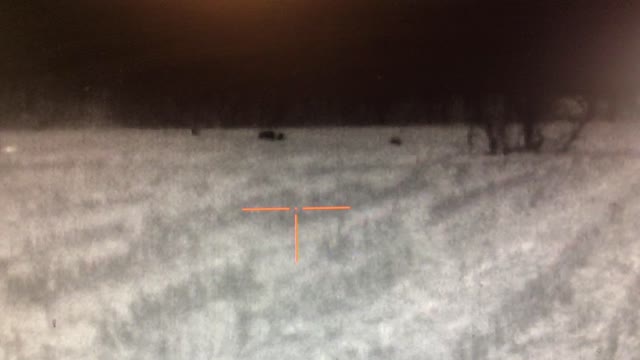 Thermal coyotes