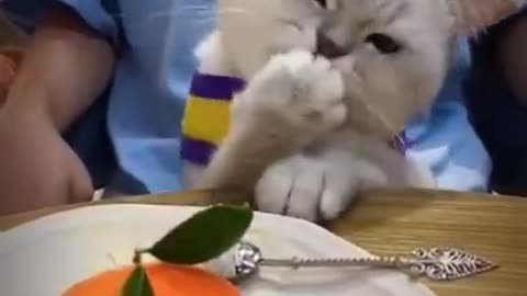 Quickshort vedio funny cats part 104