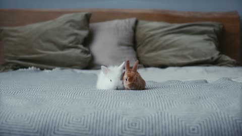 White and Brown Rabbits in the Bed