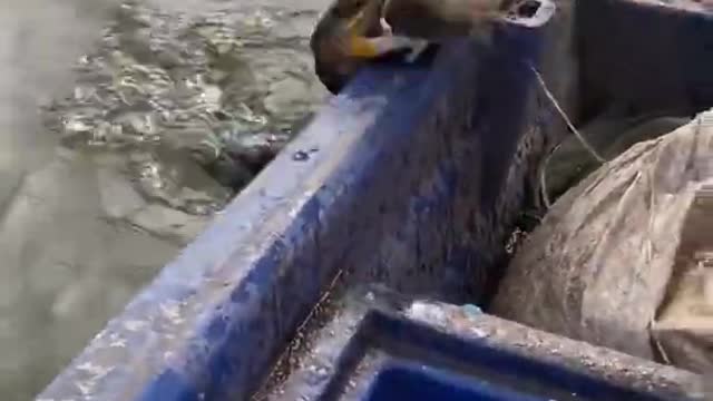 Clever Bird Caught Big Fish for His Owner