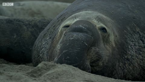 Giant Seal Fights Off Rival Male | BBC Earth