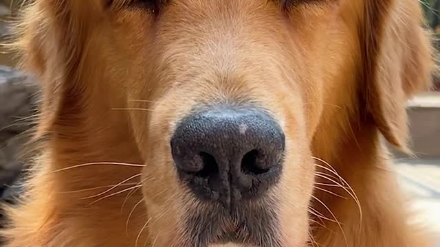 See how many expressions your dog can make, it's cute