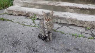 Father meow and mother with a kitten