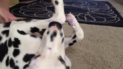 Guilty Dalmatian Ate a Purple Sharpie