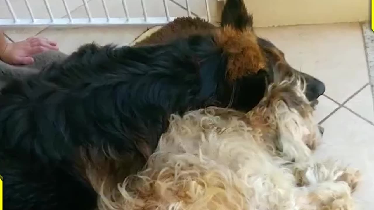 The pup can't contain his emotions when he thinks his best buddy is gone!