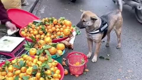Would you like such a smart dog?