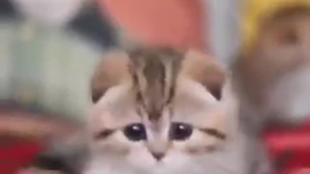 Funny cat video 2022 #short