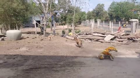 Wow Nice!!! Fake Tiger Prank Dog Run So Funny Video Pranks