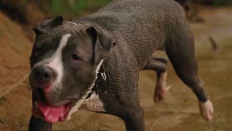 Canine Running on Riverside