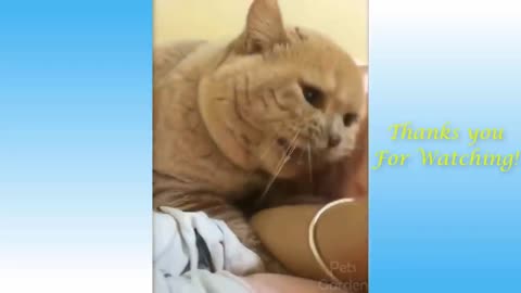 Best Of The 2021 Funny Animals Video