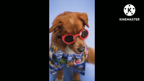 Dog Funny