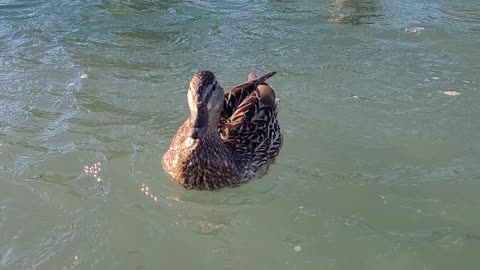 Beautiful birds on Bow valley