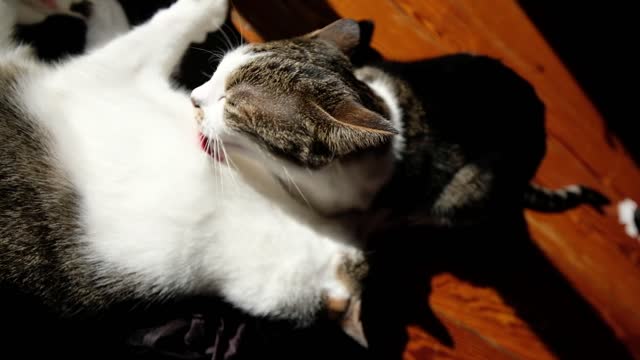 two cats washing each other, very cute