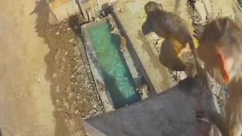 Quit the monkey business and jump !