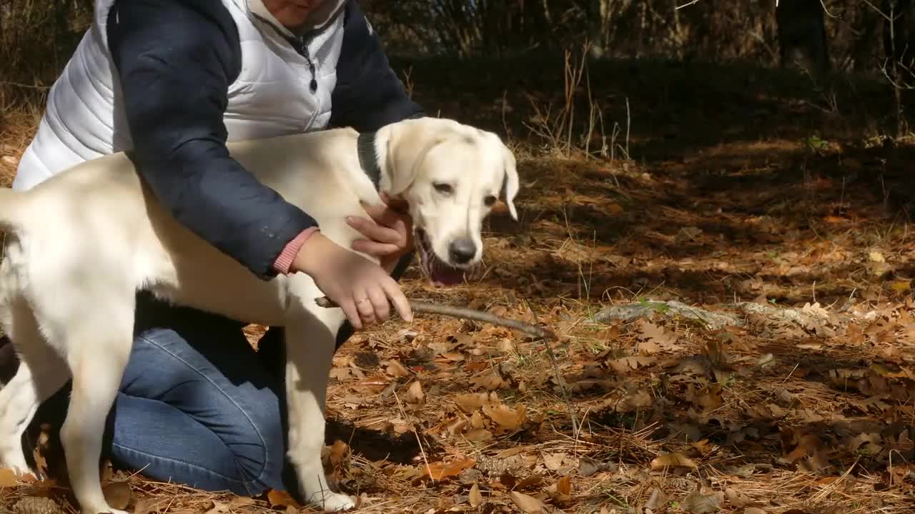 A woman is petting a dog's belly. Then he finds a stick in the fallen leaves and throws it