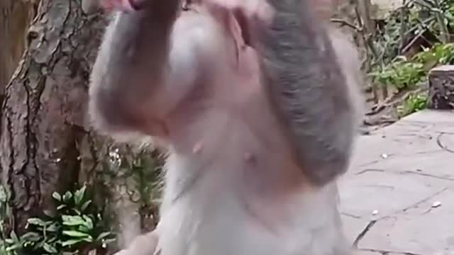 Monkey mom loved child momy