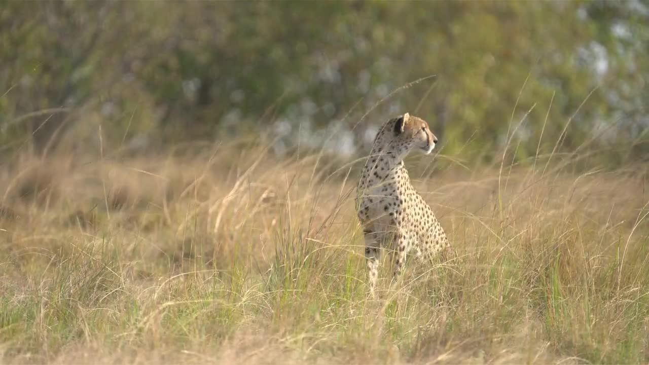 Cheetah is looking into the incident in Kenya's Masai Mara.