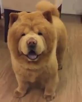 Chow Chow - Hey boy!