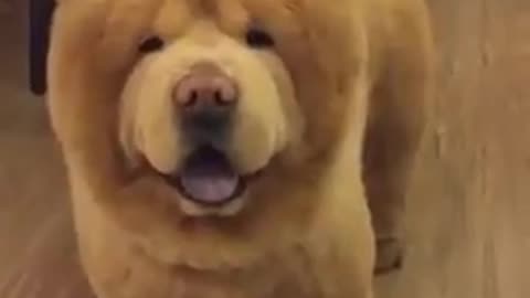 Chow Chow - Hey boy!