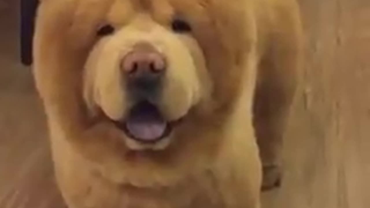 Chow Chow - Hey boy!