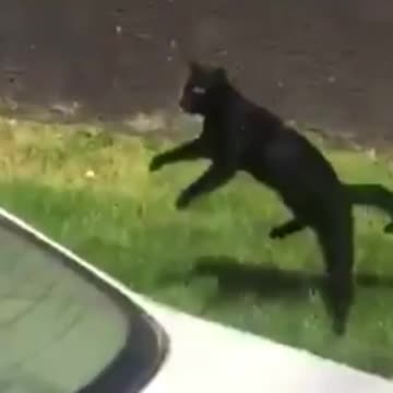 Cat Jumps 8 Lives Left