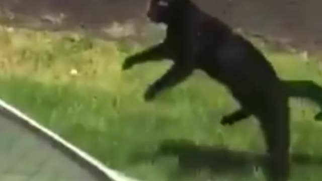 Cat Jumps 8 Lives Left