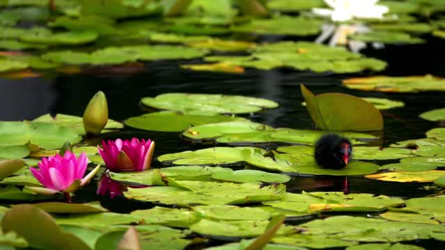 Bird walking on the leaves in the water - With great music