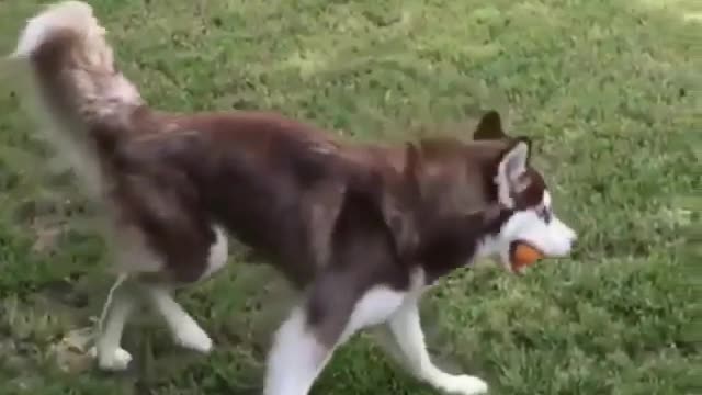 Lovely dog is man's best friend