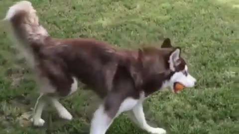 Lovely dog is man's best friend