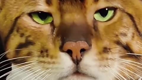 A badass cat flirts a female cat.