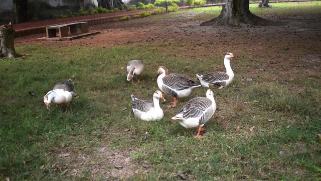 Group of ducks or goose in a park