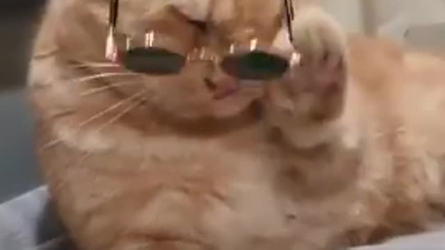 Cat funny video