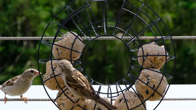 sparrow-bird-titmouse-beak-fly