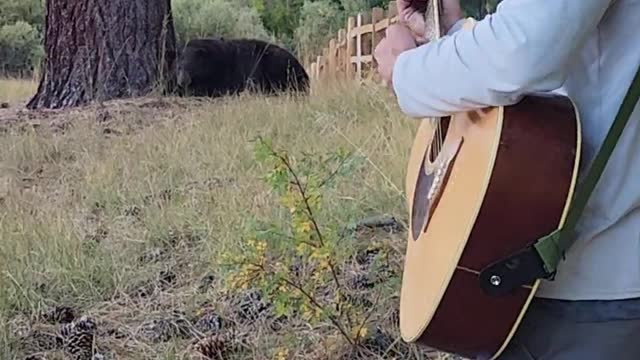 Bear Incredibly Falls Asleep To The Sound Of The Guitar