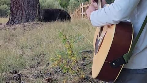 Bear Incredibly Falls Asleep To The Sound Of The Guitar