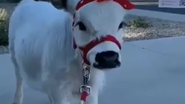 Beautiful New cow ||beautiful New cowboy 2022