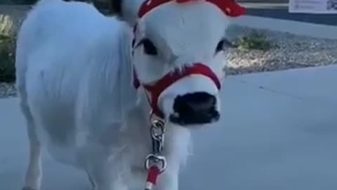 Beautiful New cow ||beautiful New cowboy 2022