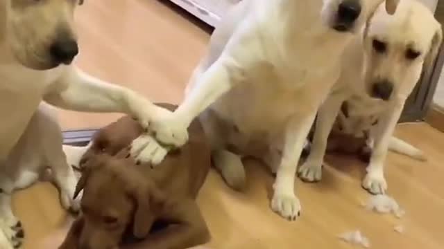 You will get stomach ache from laughing so hard, funny Dogs