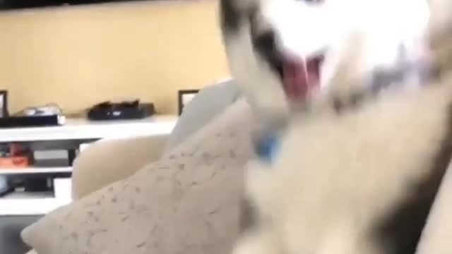 Dogs don't care about licking dogs at all