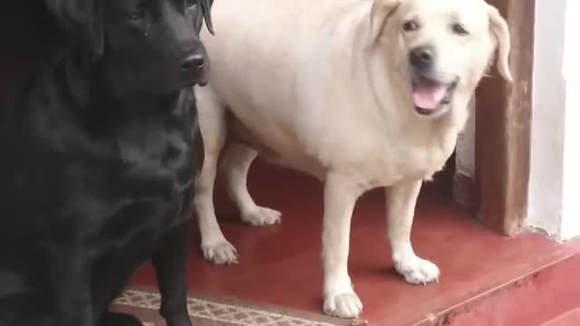 funny dogs fight for fun | Funny Animal Videos 2022 😂