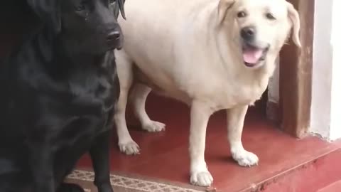 funny dogs fight for fun | Funny Animal Videos 2022 😂